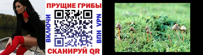 как найти закладки  Сусуман  Псилоцибиновые грибы MAGIC MUSHROOMS 